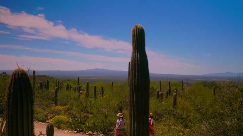Saguaro Cactus On A Spring Day In Tucson Arizona Video stock 313168061