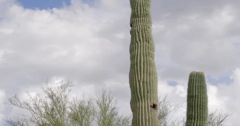 Saguaro cactus with storm clouds in the desert Stock Footage 101069968