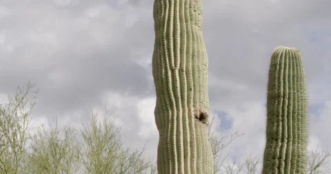 Saguaro cactus with storm clouds Stock Footage 101069861