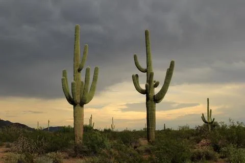 Saguaro Cactus before storm Stock Photos