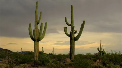 Saguaro Cactus Sunset 스톡 동영상 29667152
