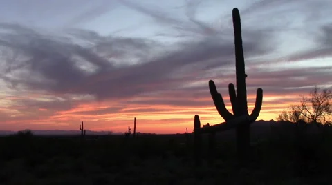Saguaro Cactus Sunset in spring Video stock 49100951