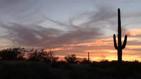Saguaro Cactus Sunset in spring Stock Footage 49101009