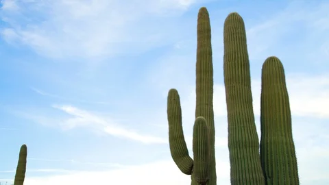 Saguaro Cactus Sunset Timelapse Stock-Footage 128388232