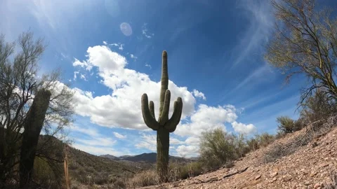 Saguaro Cactus Time Lapse Stock Footage 181258829