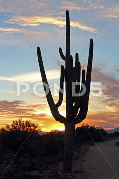 Saguaro Cactus Unique Silhouette Stock Photos