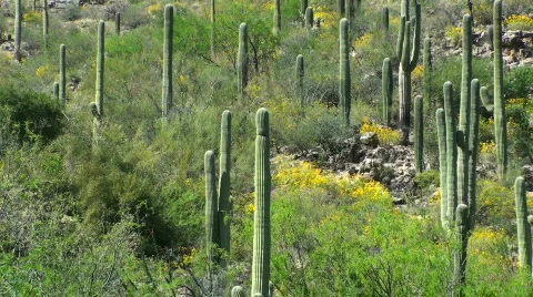 Saguaro Cactus Yellow Hills Stock Footage