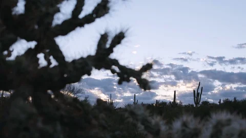 Saguaro Cactuses at Dawn Stock Footage 111347955