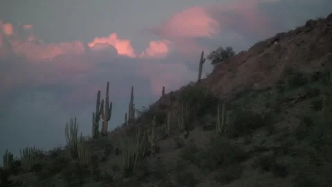 Saguaro Cactuses at Sunset with Moving Clouds, Papago Park Phoenix AZ Stock Footage 322726741