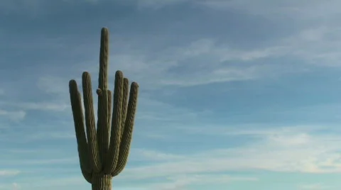 Saguaro Candelabra Time Lapse Stock Footage