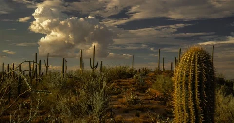 Saguaro with clearing storm clouds roil the desert sky. Vidéo 188374360