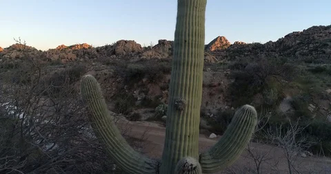 Saguaro Close Up to Mountain Reveal Stock Footage 129474953