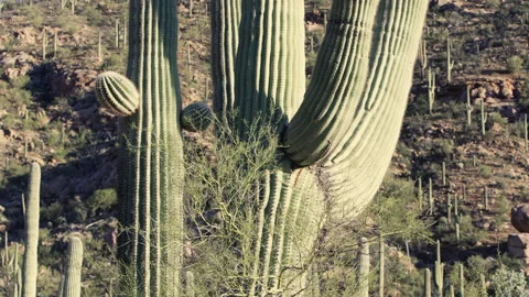 Saguaro close-up, some branches in front are moved by the wind Stock Footage 212696590
