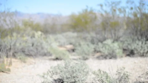 Saguaro Drive Stock Footage 86296384