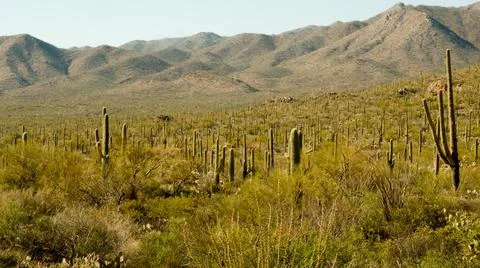 Saguaro Forest Foto stock