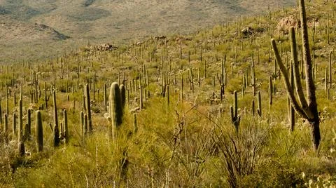 Saguaro Forest Foto stock