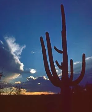 Saguaro Stock Photos
