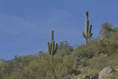 Saguaro on Side of Mountain Stock Photos