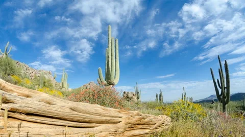 Saguaro Skeleton Stock Footage 40979092