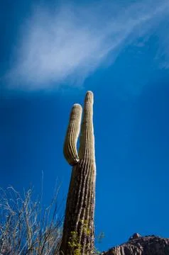 Saguaro sky Stock Photos