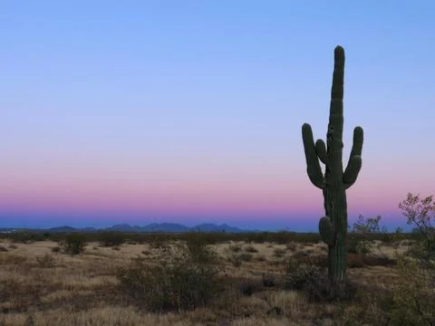 Saguaro Sunset Stock Photos