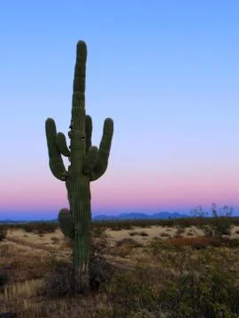 Saguaro Sunset Stock Photos