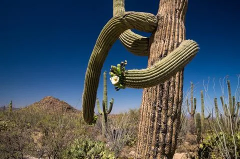 Saguaros in bloom Stock Photos