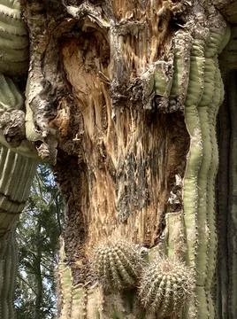 Saguaroskeleton2 Stock Photos