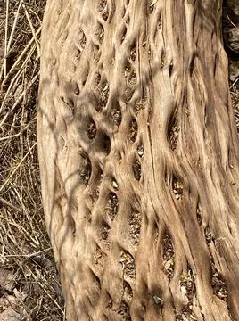 Saguaroskeletoncloseup Stock Photos