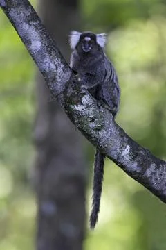 Sagui Dwarf Monkey Stock Photos