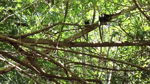 Sagui monkey in the wild in Bahia Stock Footage 177441878