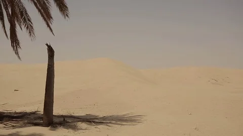 The Sahara Desert Stock Footage 71785108