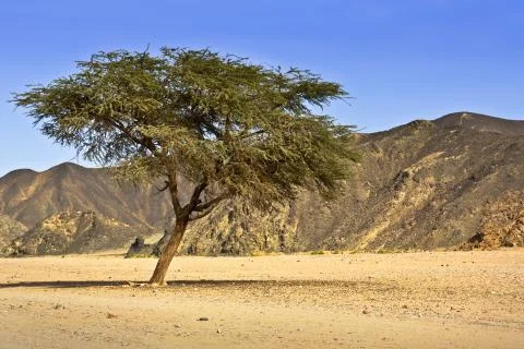 Sahara Stock Photos