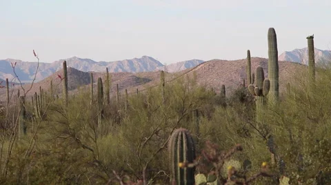 Sahuaros and Border Wall Stock Footage 55122229