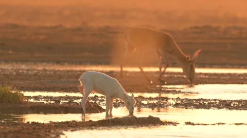 Saiga Antelope drinking water at sunset Stock-Footage 310551783