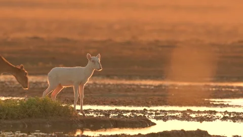 Saiga Antelope drinking water at sunset Stock-Footage 310551859