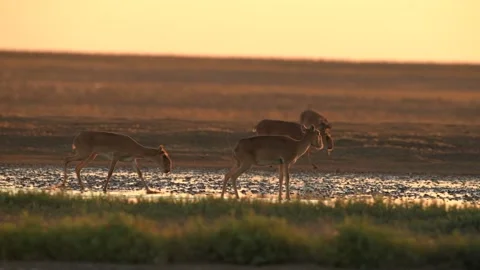 Saiga Antelope drinking water at sunset Stock-Footage 310551896