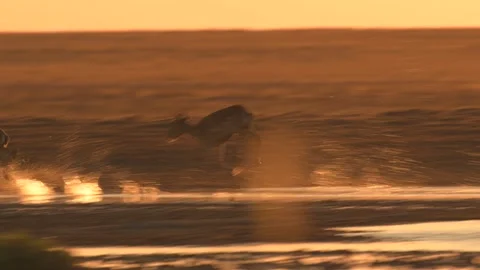 Saiga Antelope drinking water at sunset Stock-Footage 310552041