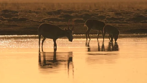 Saiga Antelope drinking water at sunset Stock-Footage 310552387