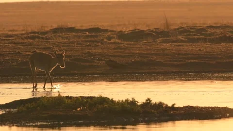 Saiga Antelope drinking water at sunset Stock-Footage 310552479
