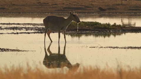 Saiga Antelope drinking water at sunset Stock-Footage 310552525