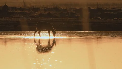 Saiga Antelope drinking water at sunset Stock-Footage 310552622