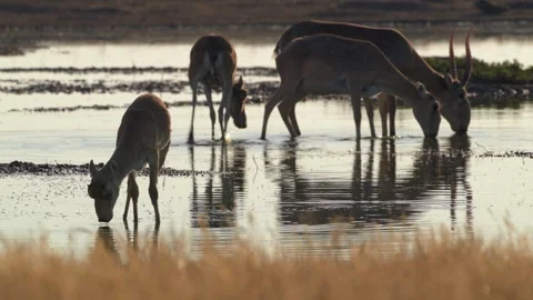 Saiga Antelope drinking water at sunset Stock-Footage 310552632