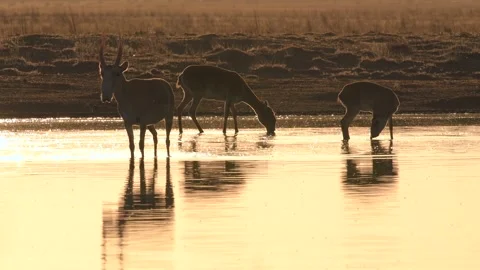 Saiga Antelope drinking water at sunset Stock-Footage 310552655