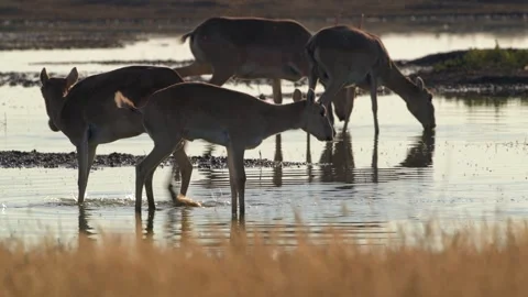 Saiga Antelope drinking water at sunset Stock-Footage 310552679