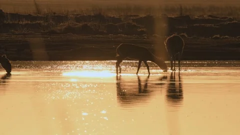 Saiga Antelope drinking water at sunset Stock-Footage 310552791