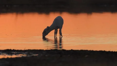 Saiga Antelope drinking water at sunset Stock-Footage 310552959