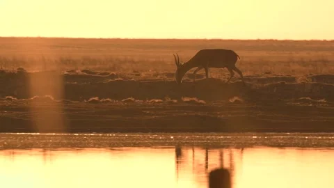 Saiga Antelope drinking water at sunset Stock-Footage 310552982