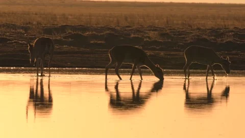 Saiga Antelope drinking water at sunset Stock-Footage 310553029