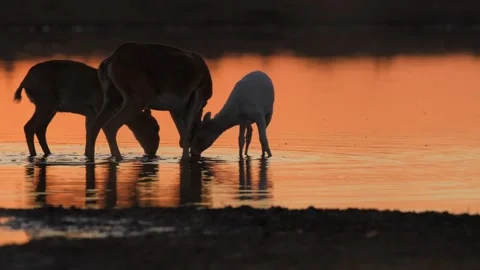 Saiga Antelope drinking water at sunset Stock-Footage 310553076